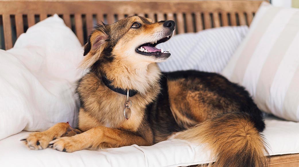 狗狗究竟能記住多少事？