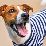 養狗真的能延年益壽嗎？