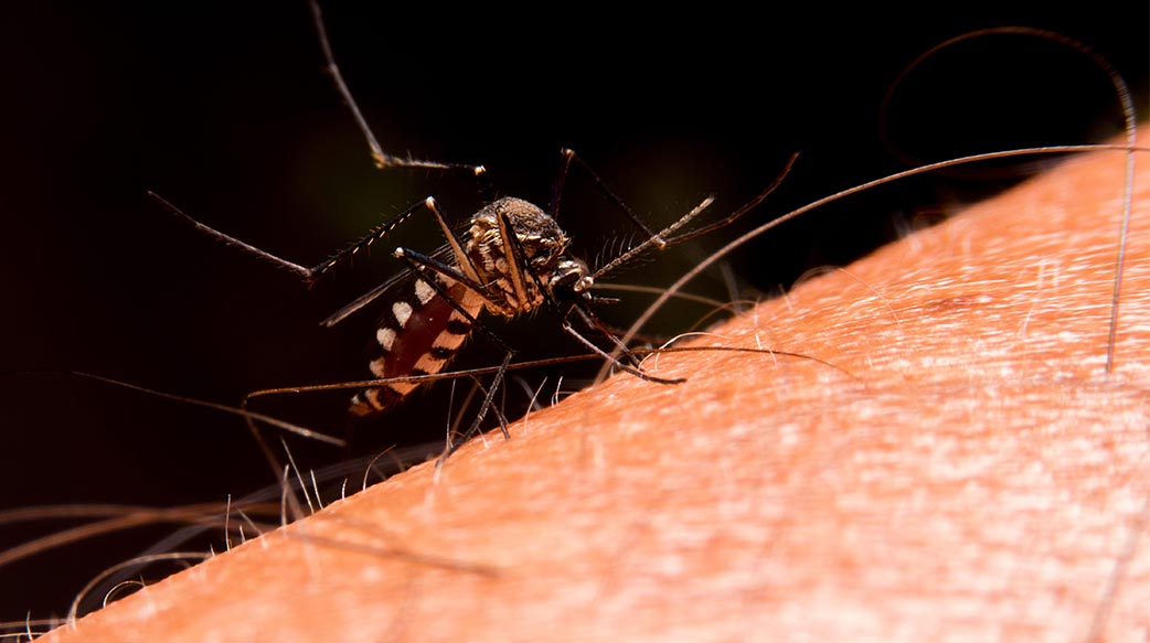 屈公病是病媒蚊叮咬的疫情 小心可能留下長期關節疼痛