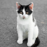 貓咪何時才不算幼貓？