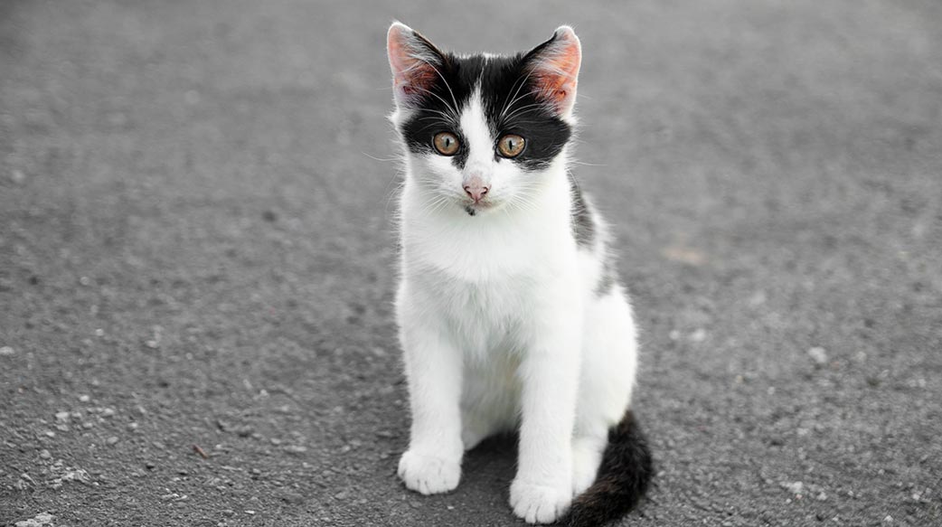 貓咪何時才不算幼貓？