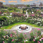 「2026臺北玫瑰展－玫感藝象」最美麗的花季 來臺北玫瑰展感受自然與藝術的對話