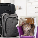 帶著愛貓一同旅行