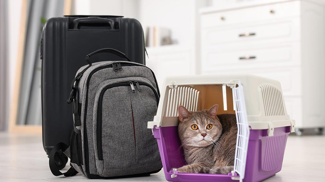 帶著愛貓一同旅行