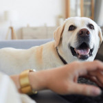 即使經濟低迷，寵物消費依然逆勢飆升