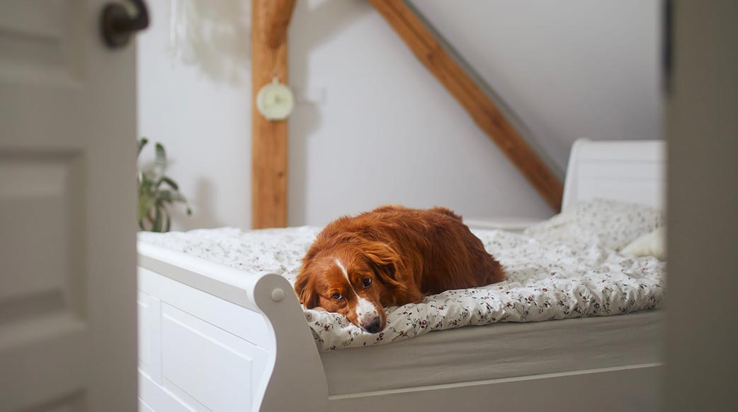 為什麼狗狗睡前總愛在床上抓挖？