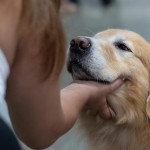 AI尋寵奇蹟，讓「失蹤毛孩」1分鐘認臉回家！