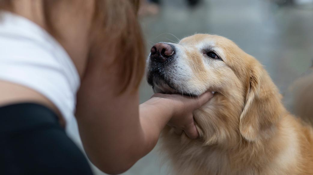 AI尋寵奇蹟，讓「失蹤毛孩」1分鐘認臉回家！