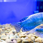 歐洲水族寵物市場