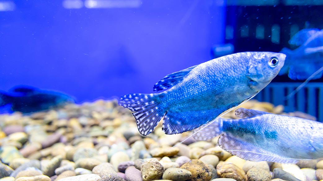 歐洲水族寵物市場