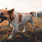 動容的狗兒回家記—假的!!