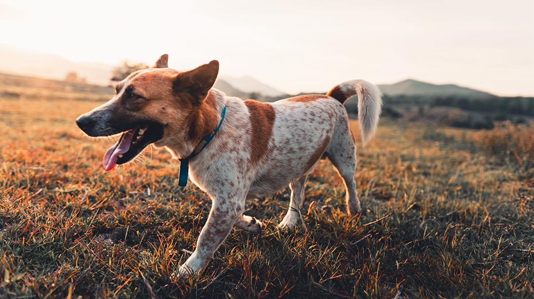 動容的狗兒回家記—假的!!
