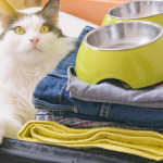 貓咪出遊物品清單與安撫指南