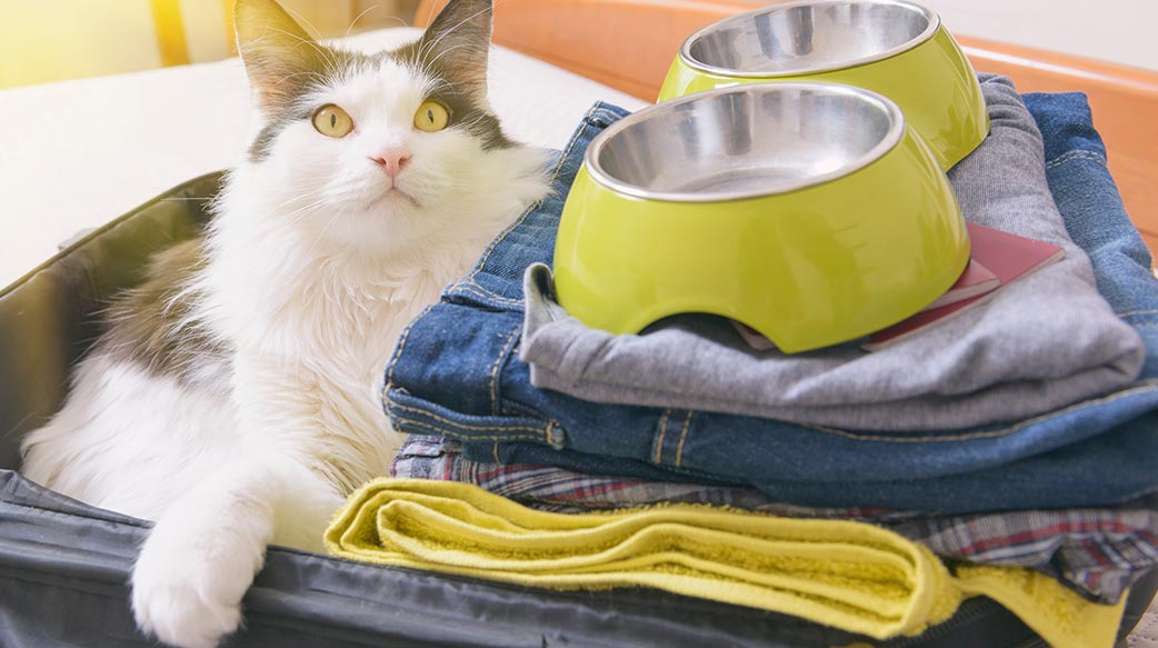 貓咪出遊物品清單與安撫指南