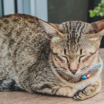 寵物市場新趨勢：中價位興起與過度高端化警訊