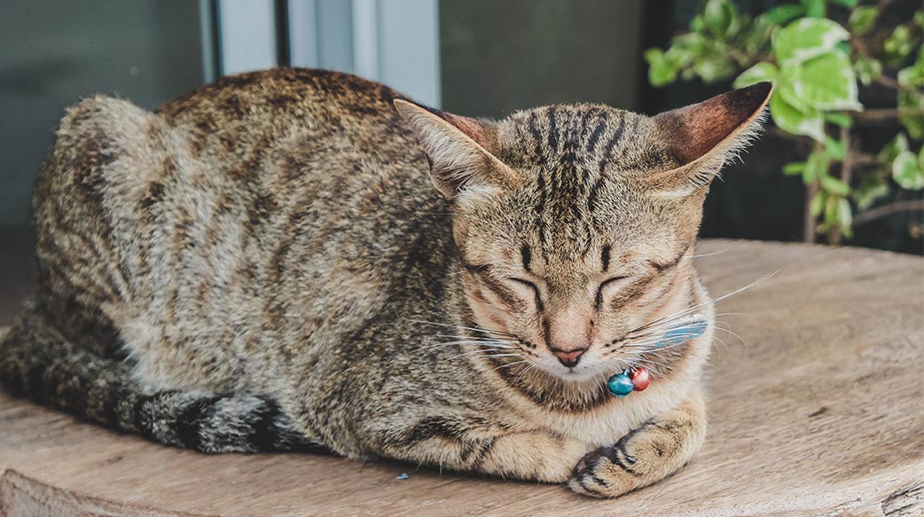 寵物市場新趨勢：中價位興起與過度高端化警訊