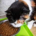 何時該將幼貓飼料轉換為成貓飼料？