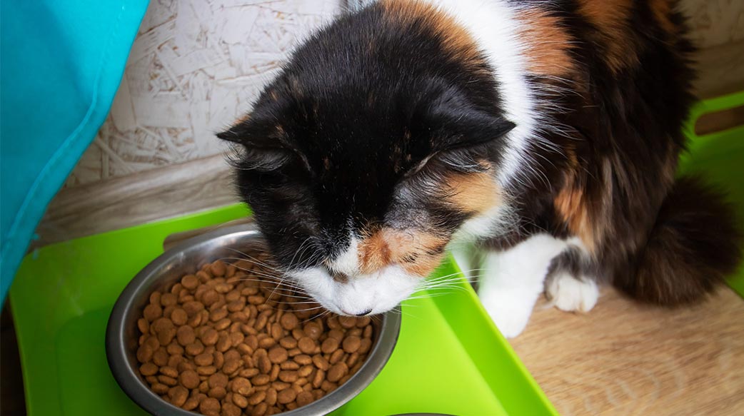 何時該將幼貓飼料轉換為成貓飼料？