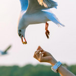 耐心摸清鳥脾氣搞定鳥食，鳥兒會親近你