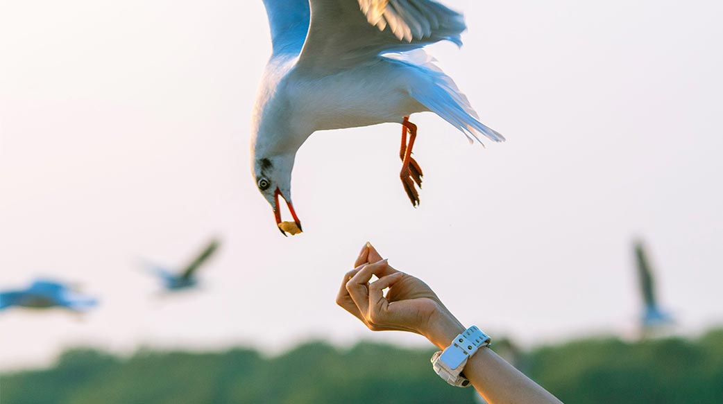 耐心摸清鳥脾氣搞定鳥食，鳥兒會親近你
