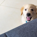 狗狗電視節目正蓬勃發展 但牠們真的會看嗎？