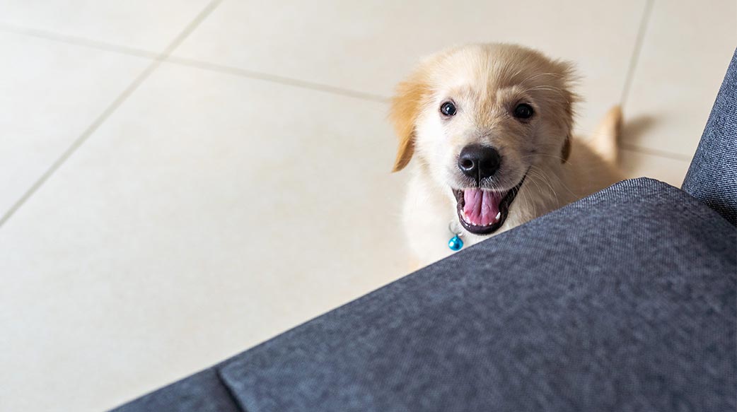 狗狗電視節目正蓬勃發展 但牠們真的會看嗎？