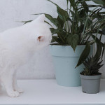 五大撇步打造貓咪與植物共存的安全空間