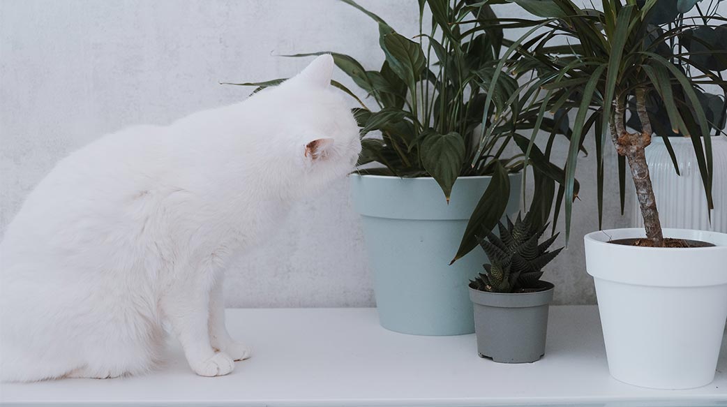 五大撇步打造貓咪與植物共存的安全空間