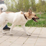 愛犬走路變慢？當心關節僵硬找上門