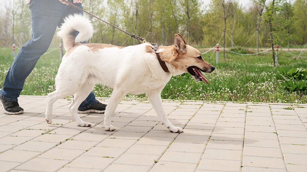 愛犬走路變慢？當心關節僵硬找上門