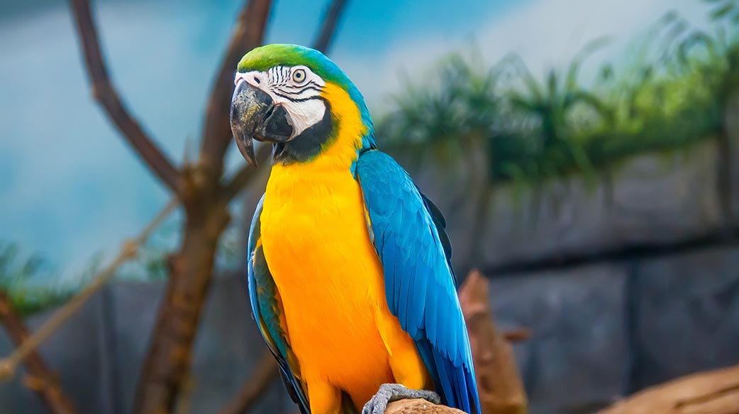 養隻鸚鵡放飛？需先好好培養感情