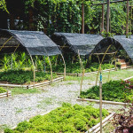 《兔子效應》：原來「善良」比醫藥更能延年益壽