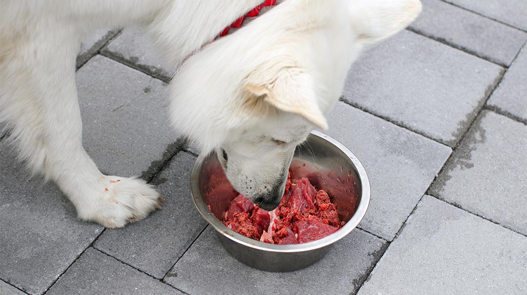 南非寵物產業大洗牌