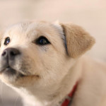 新手爸媽必看：幼犬成長里程碑全指南