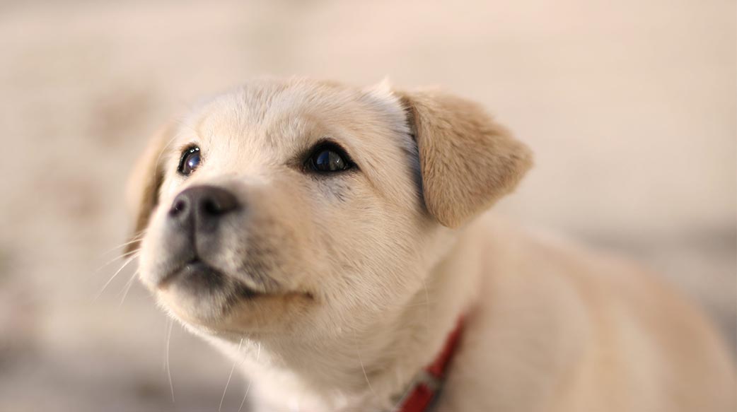 新手爸媽必看：幼犬成長里程碑全指南