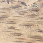 藥物污染已成為全球生物多樣性面臨的重大威脅