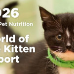終身健康藍圖：Hill's《World of the Kitten Report》助獸醫團隊及寵物主人掌握關鍵首年發展