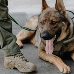 蒙大拿頂級犬隻培訓場 Svalinn