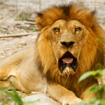 東京動物園三隻獅子疑因極端高溫死亡