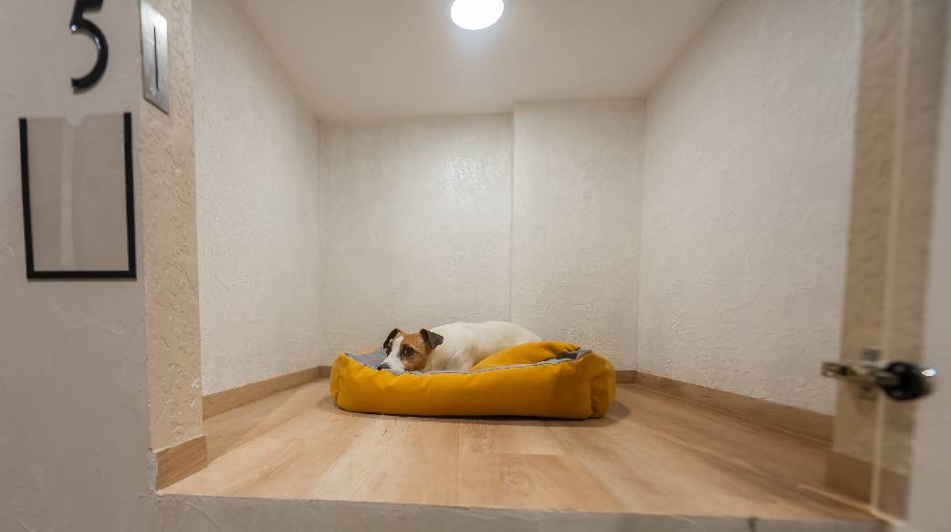 愛犬懷寶寶了，該如何打造安心產房？